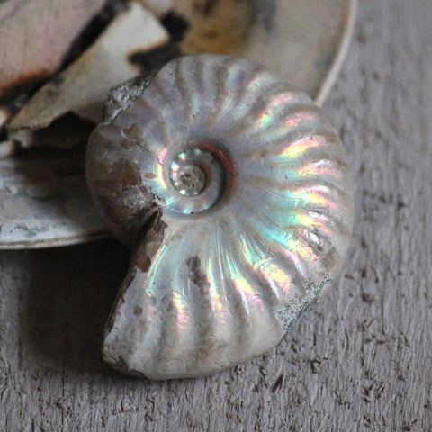 Opalized Ammonite