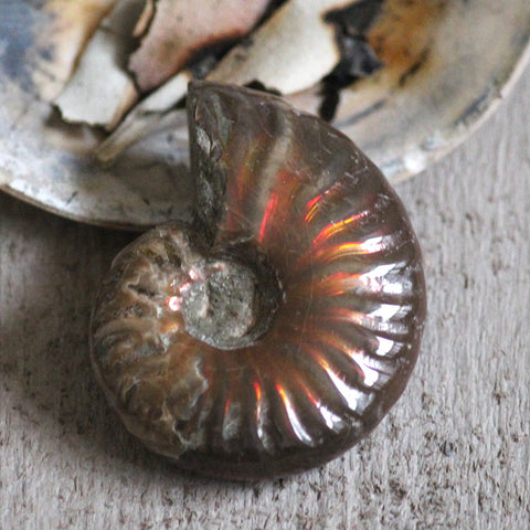 Opalized Ammonite