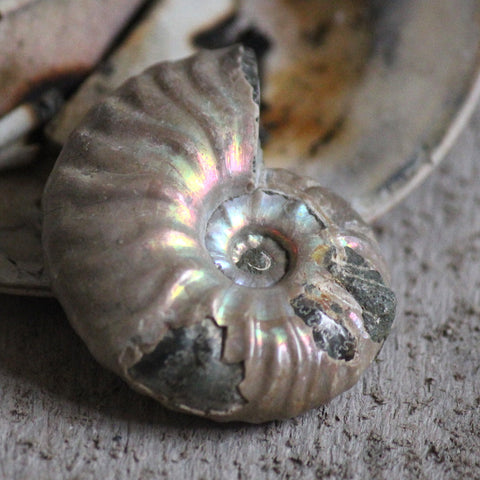 Opalized Ammonite